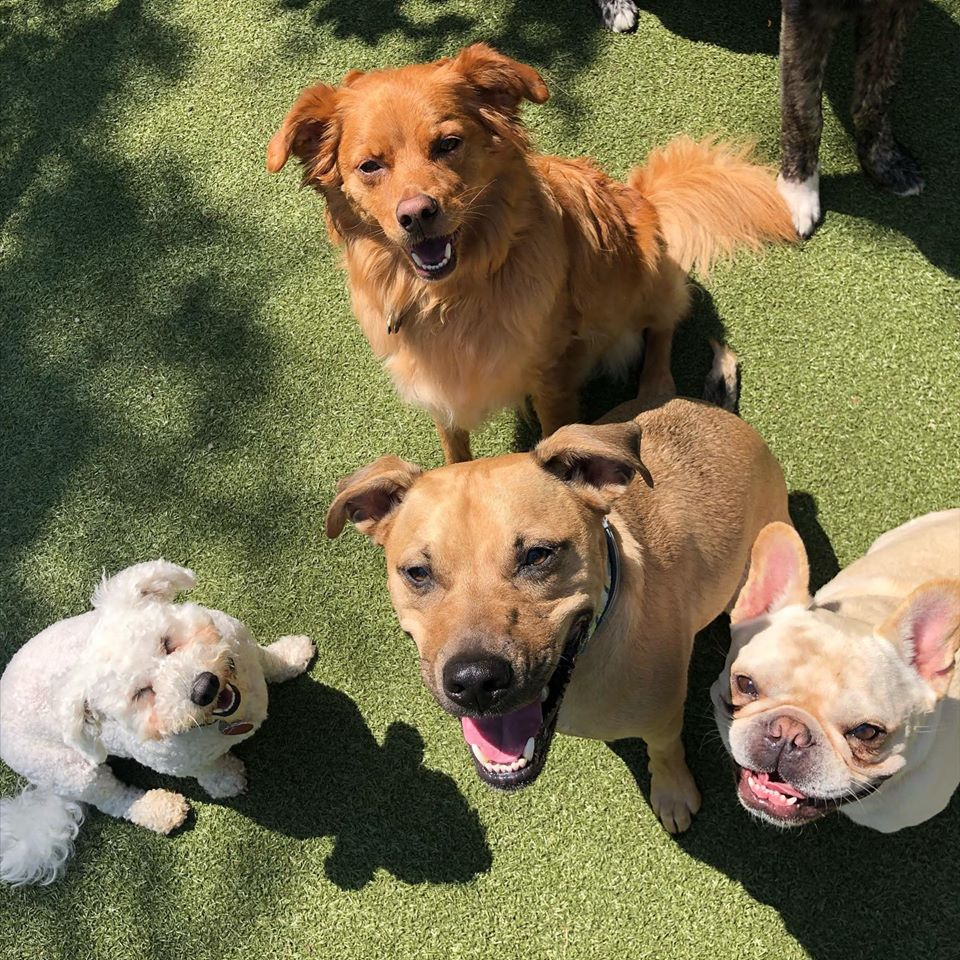 Dogs Sitting On Turf