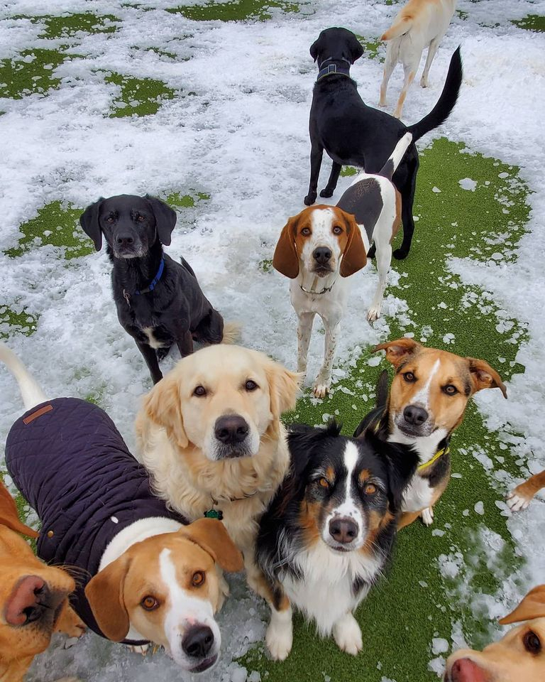 Dog Playgroup