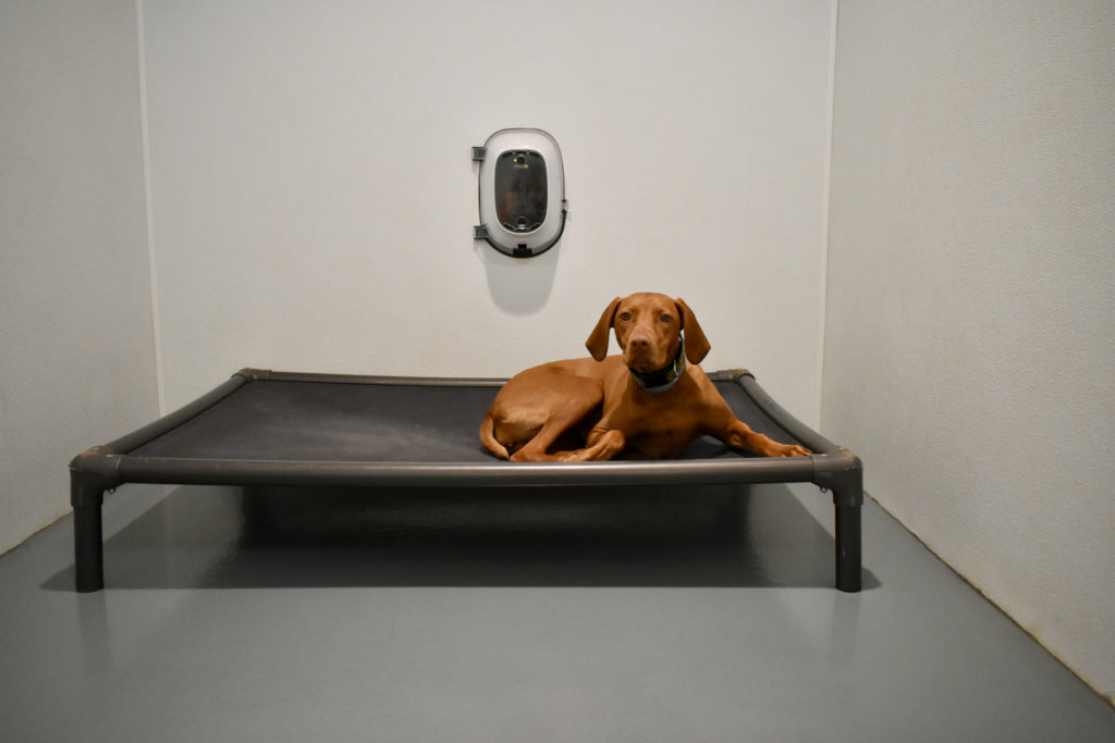 Dog Boarding In Berlin, MA Overnight Dog Kennel Indulge