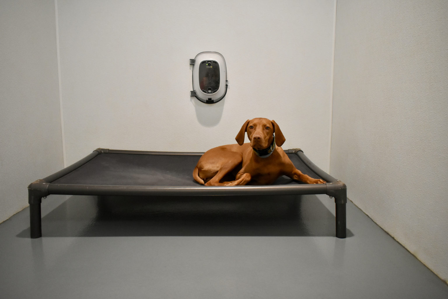 Indulge Pet Resort Dog Boarding & Daycare In Berlin, MA