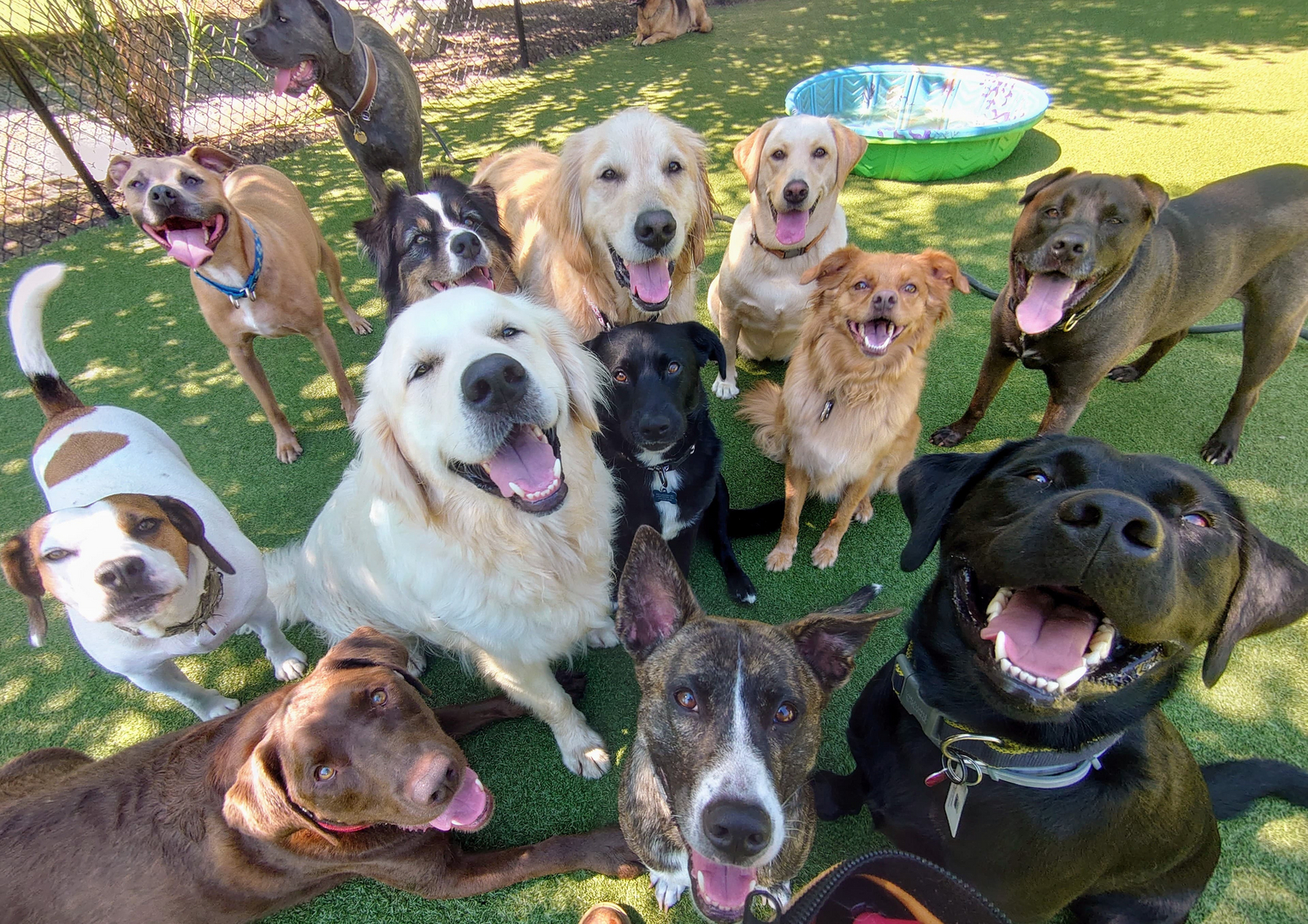 Group Of Dogs At Daycare