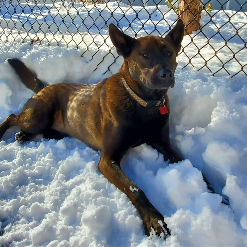 Dog Laying In Snow