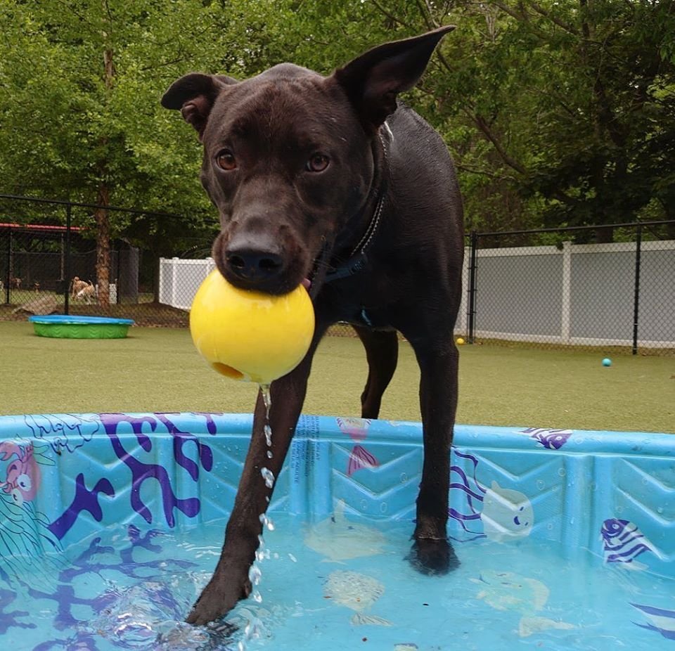 Dog With Ball In Pool